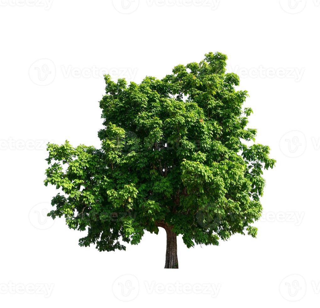 tree on a white background photo