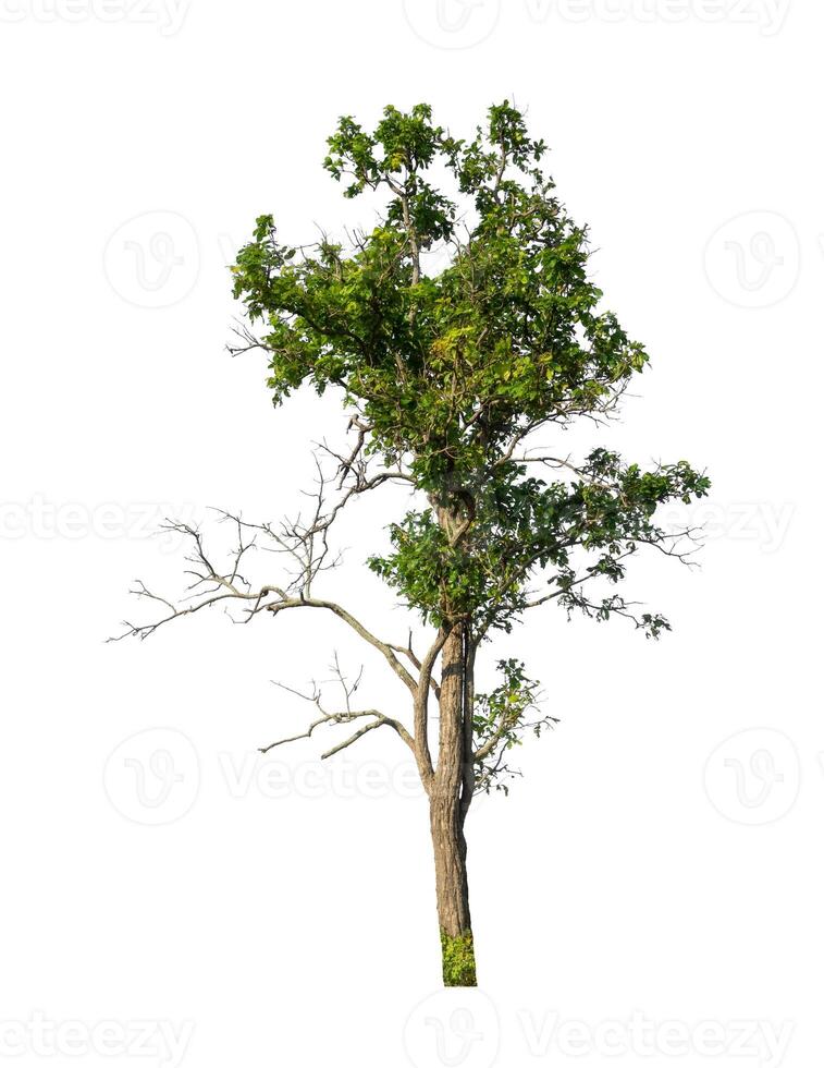 Tree that are isolated on a white background are suitable for both printing and web pages photo