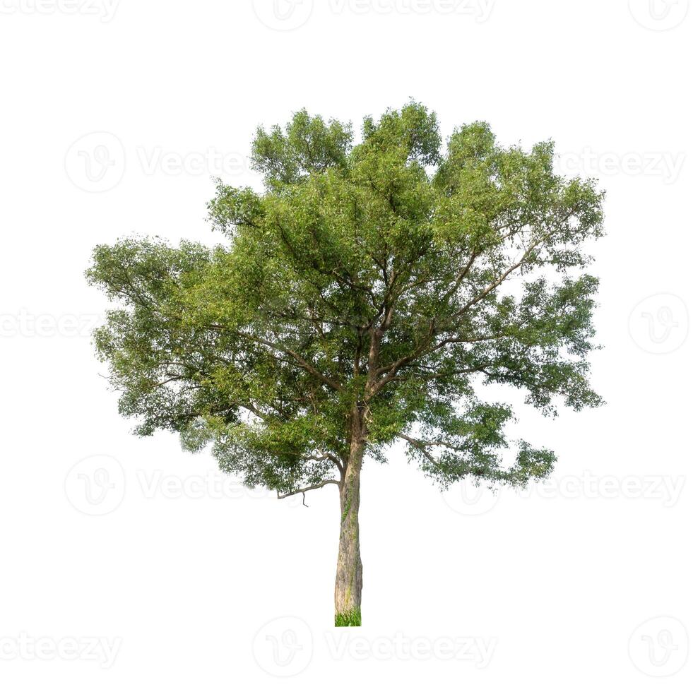 Tree that are isolated on a white background are suitable for both printing and web pages photo