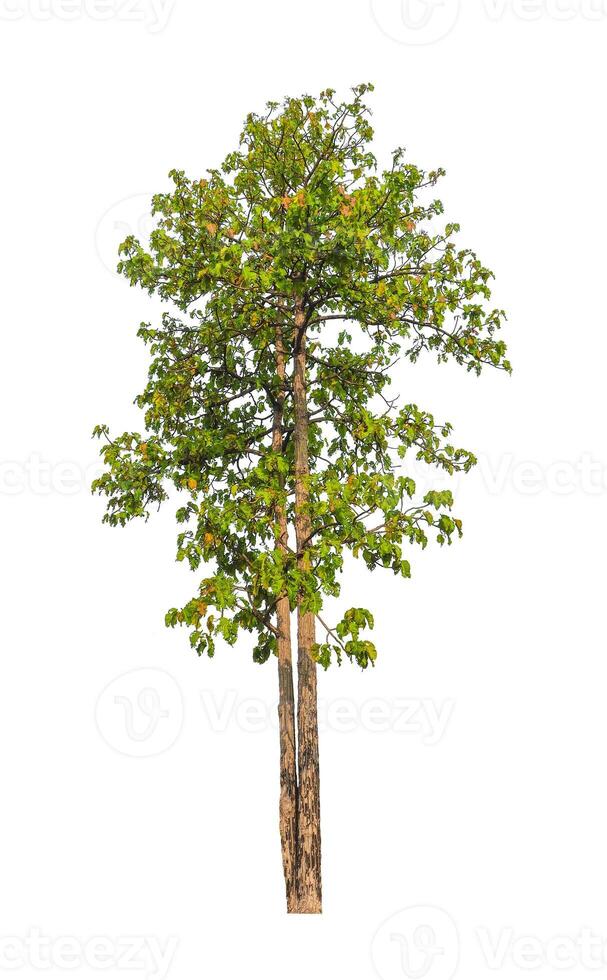 Trees that are isolated on a white background are suitable for both printing and web pages photo