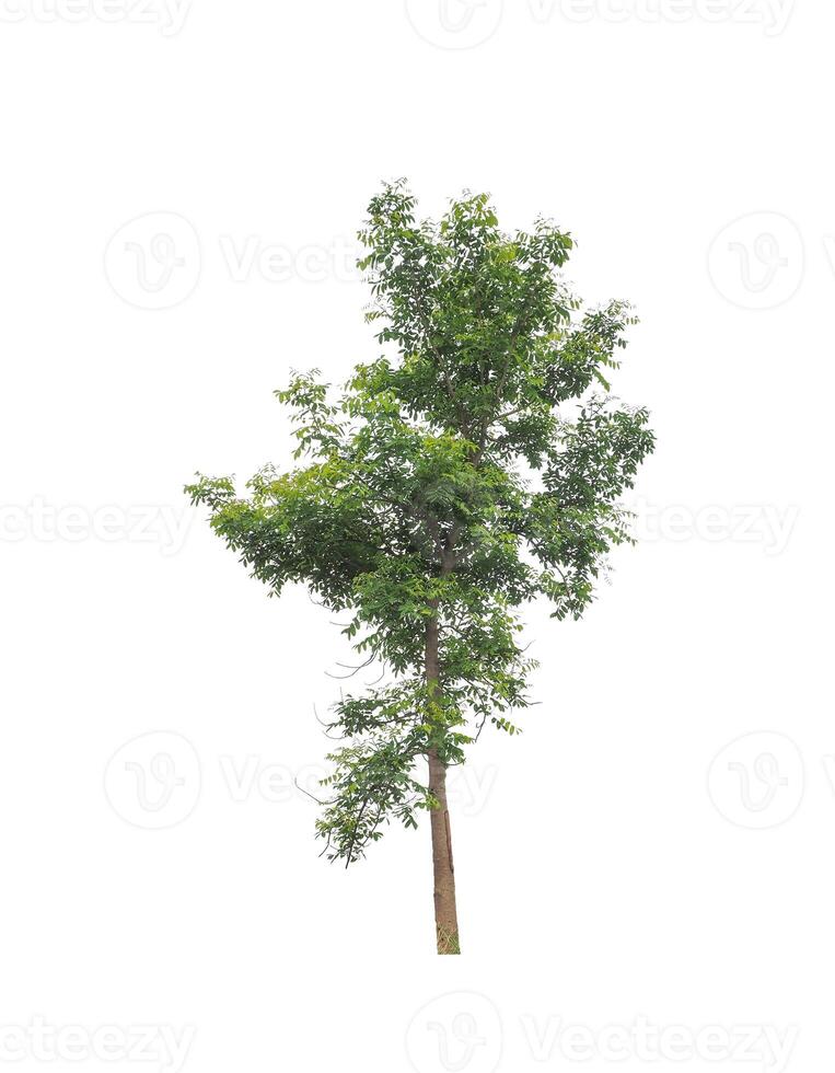 Trees that are isolated on a white background are suitable for both printing and web pages photo
