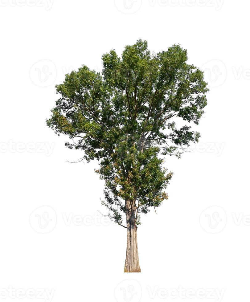 Trees that are isolated on a white background are suitable for both printing and web pages photo