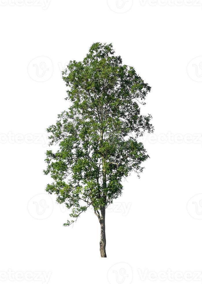 Tree that are isolated on a white background are suitable for both printing and web pages photo