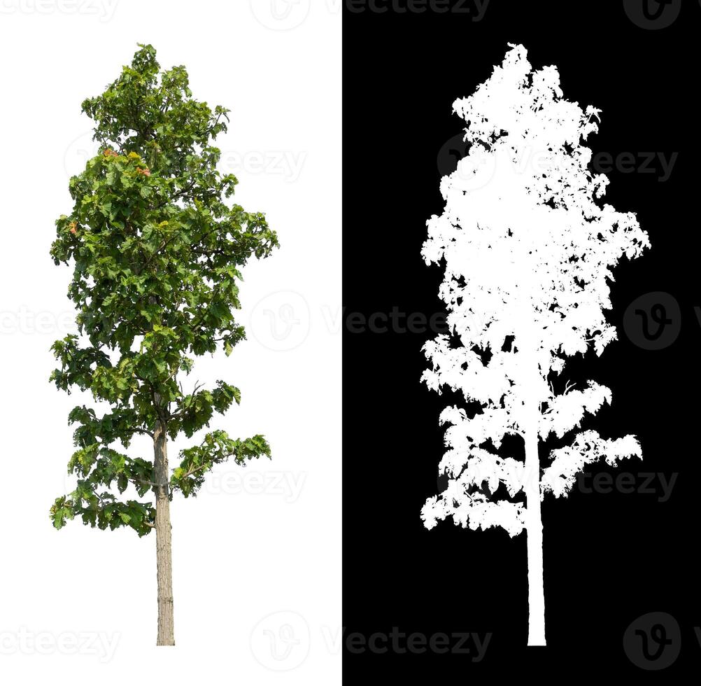 Trees that are isolated on white background are suitable for both printing and web pages photo