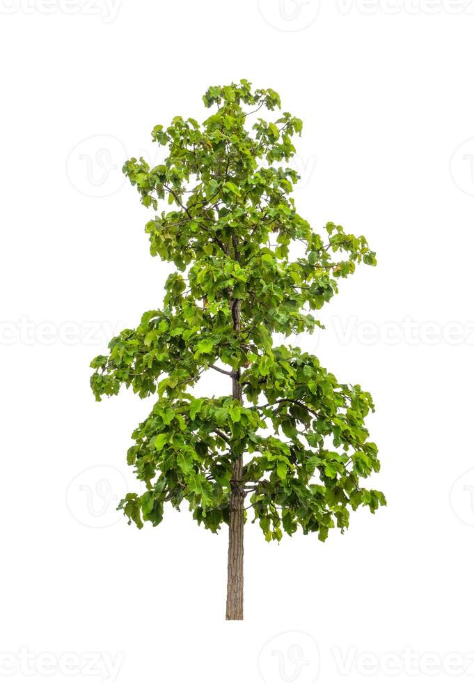 Trees that are isolated on a white background are suitable for both printing and web pages photo