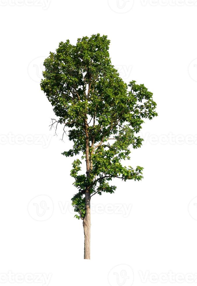 Tree that are isolated on a white background are suitable for both printing and web pages photo