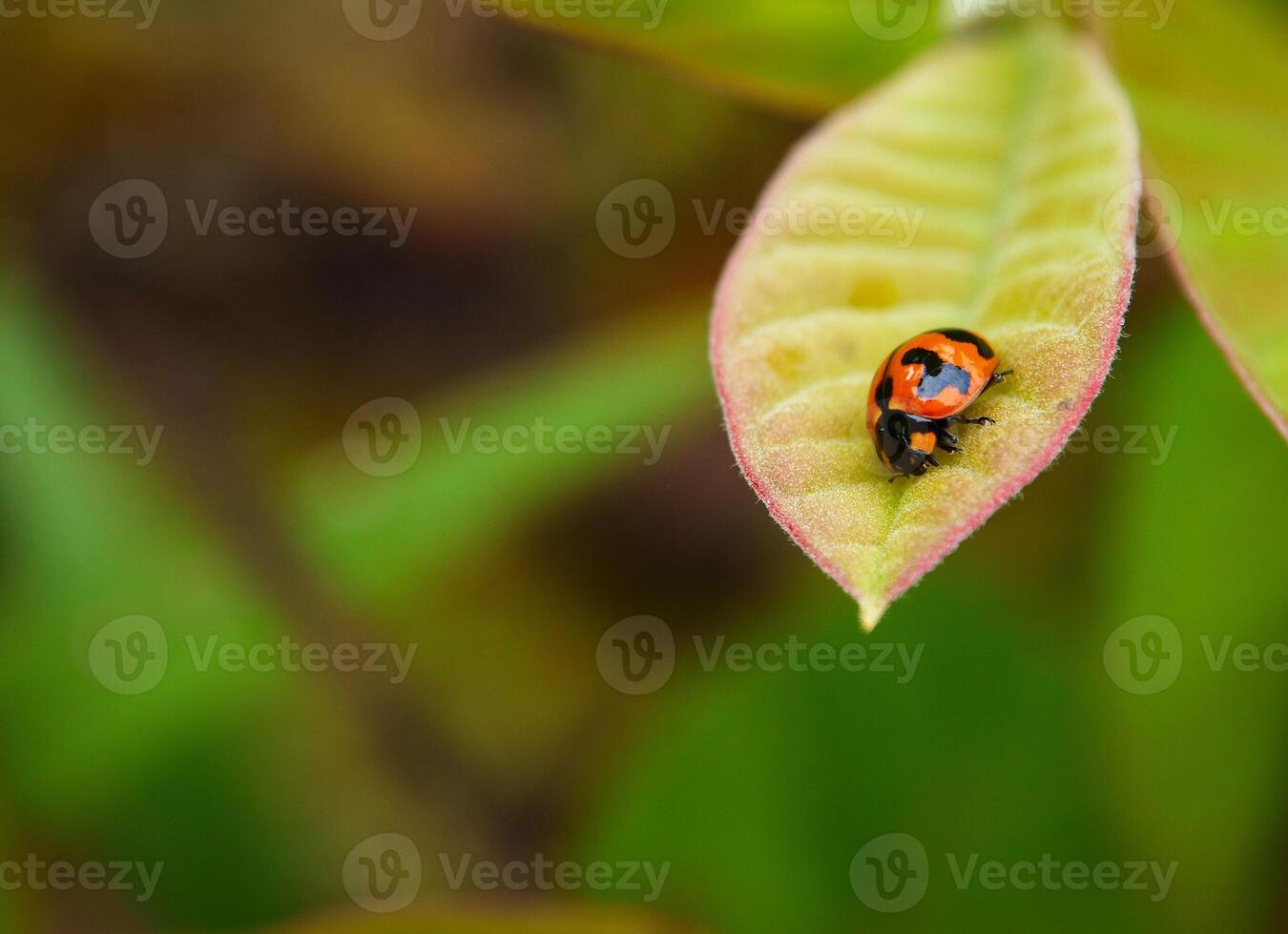 Ladybug sitting on a green leaf. photo