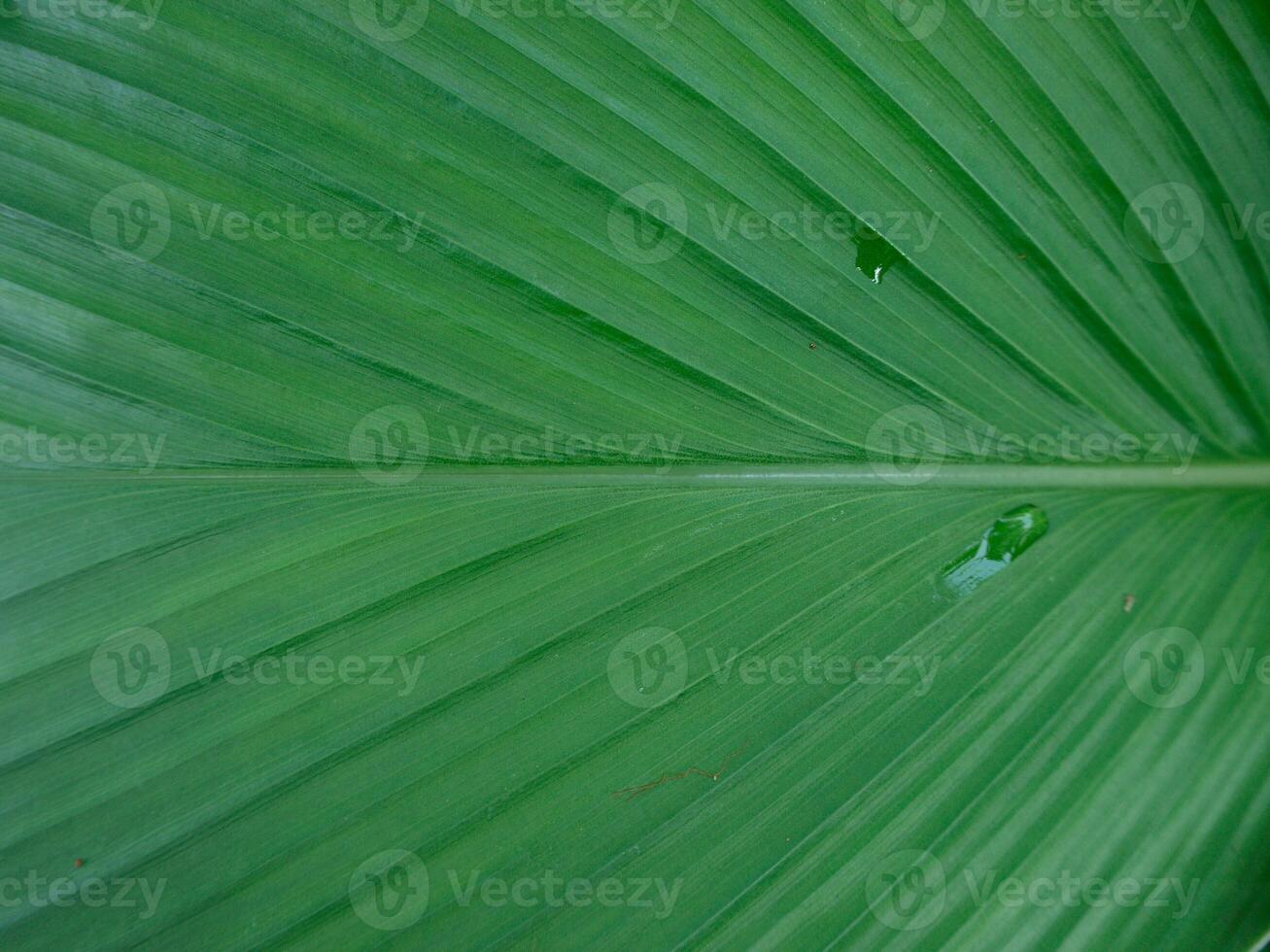 Detailed leaves background photo