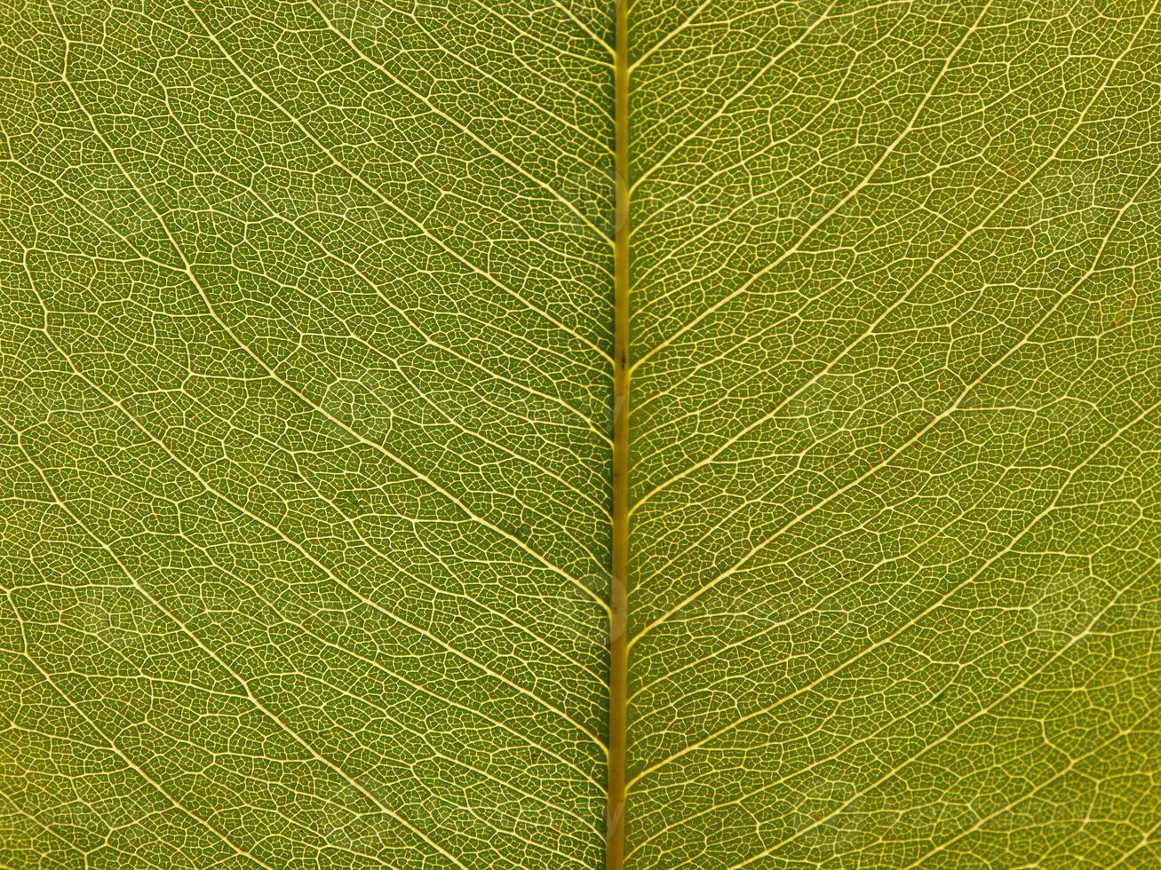 Detailed leaves background photo