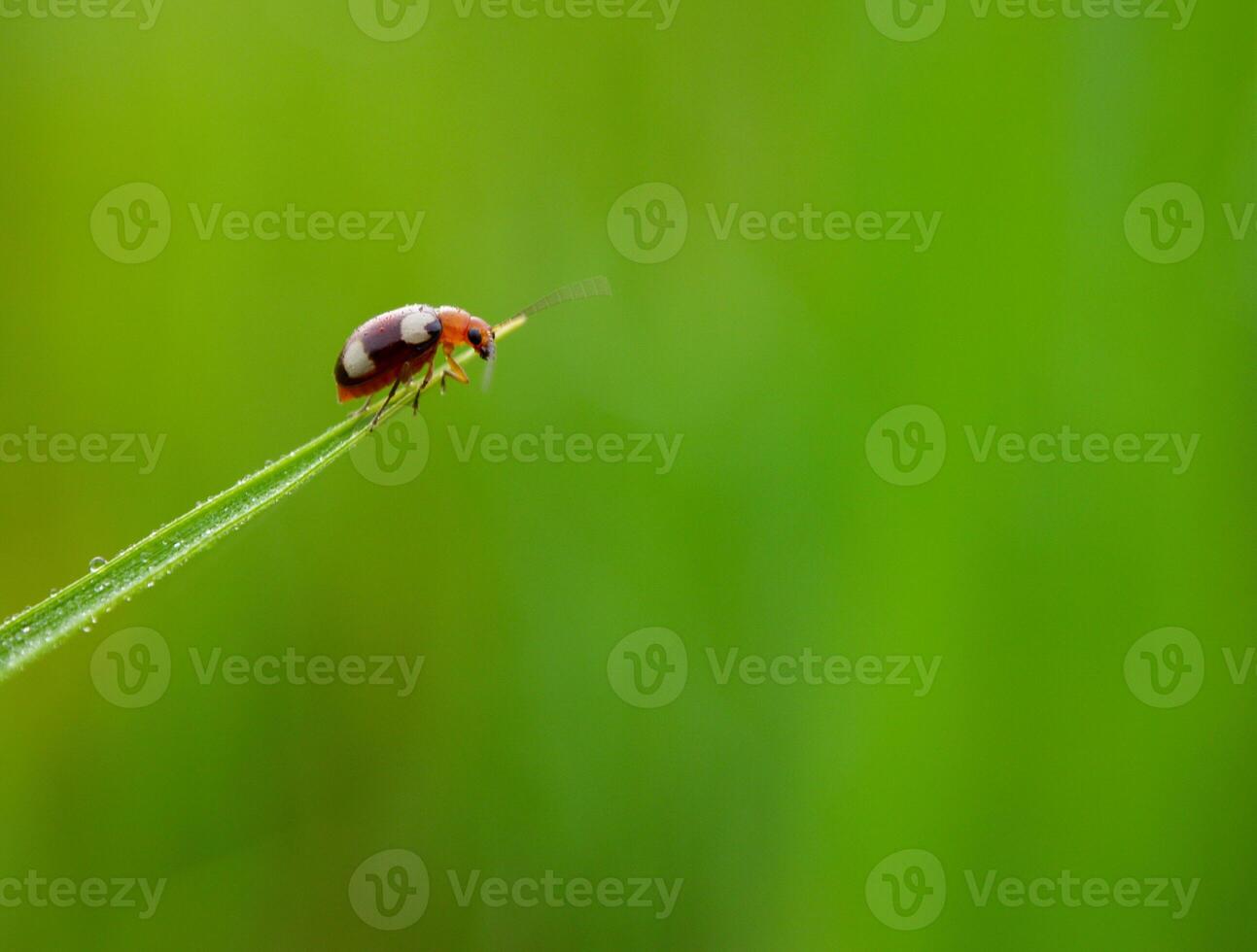 Grass and morning dew abstract. photo