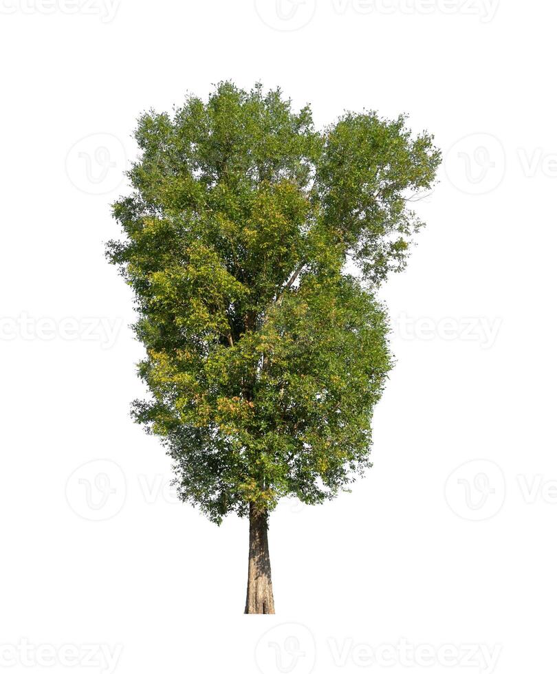 Trees that are isolated on a white background are suitable for both printing and web pages photo