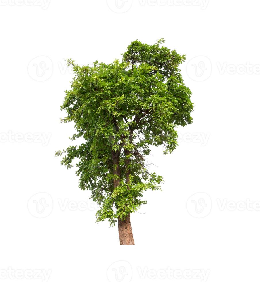 tree on a white background photo