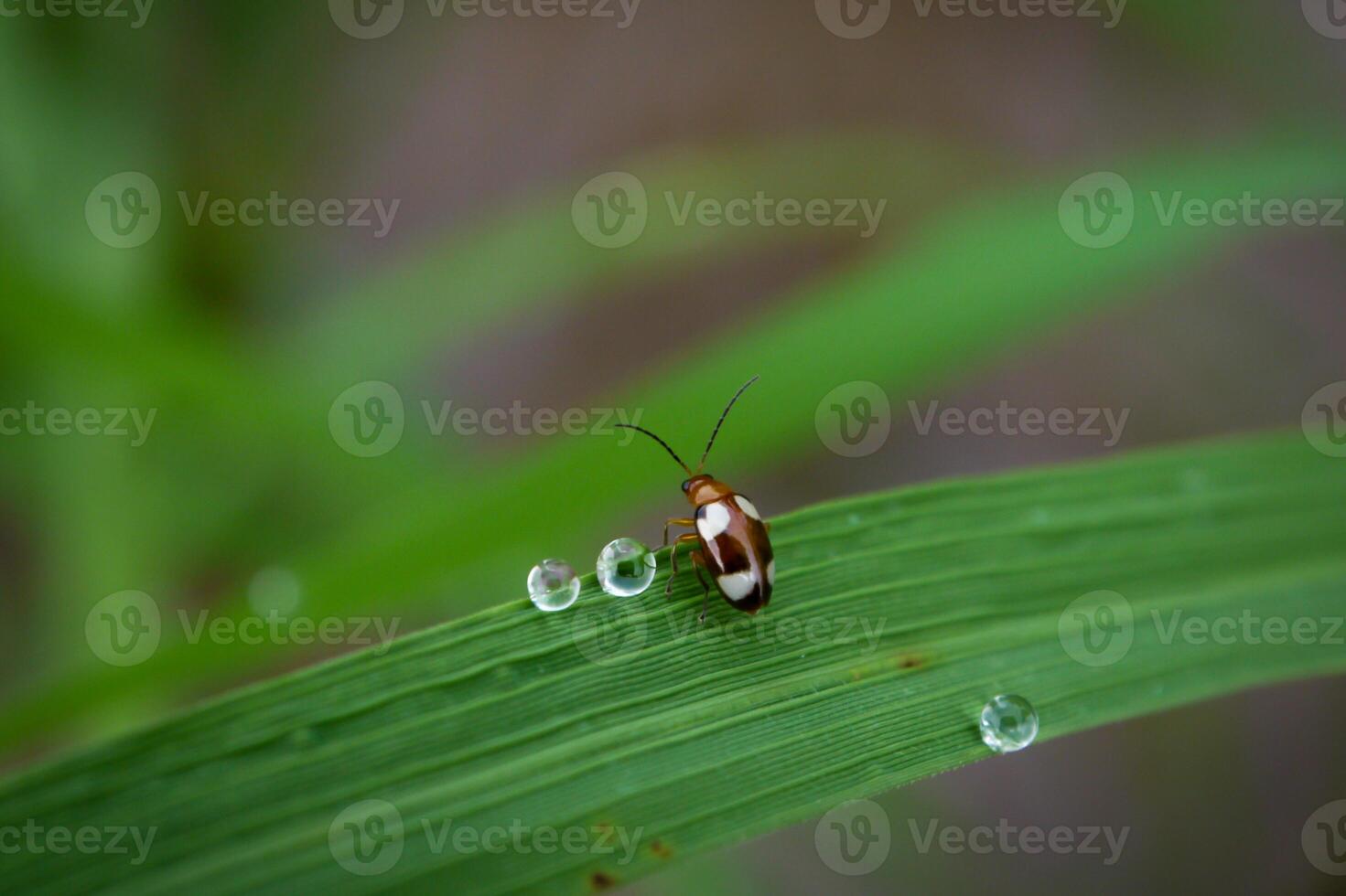 Ladybug sitting on a green leaf. photo