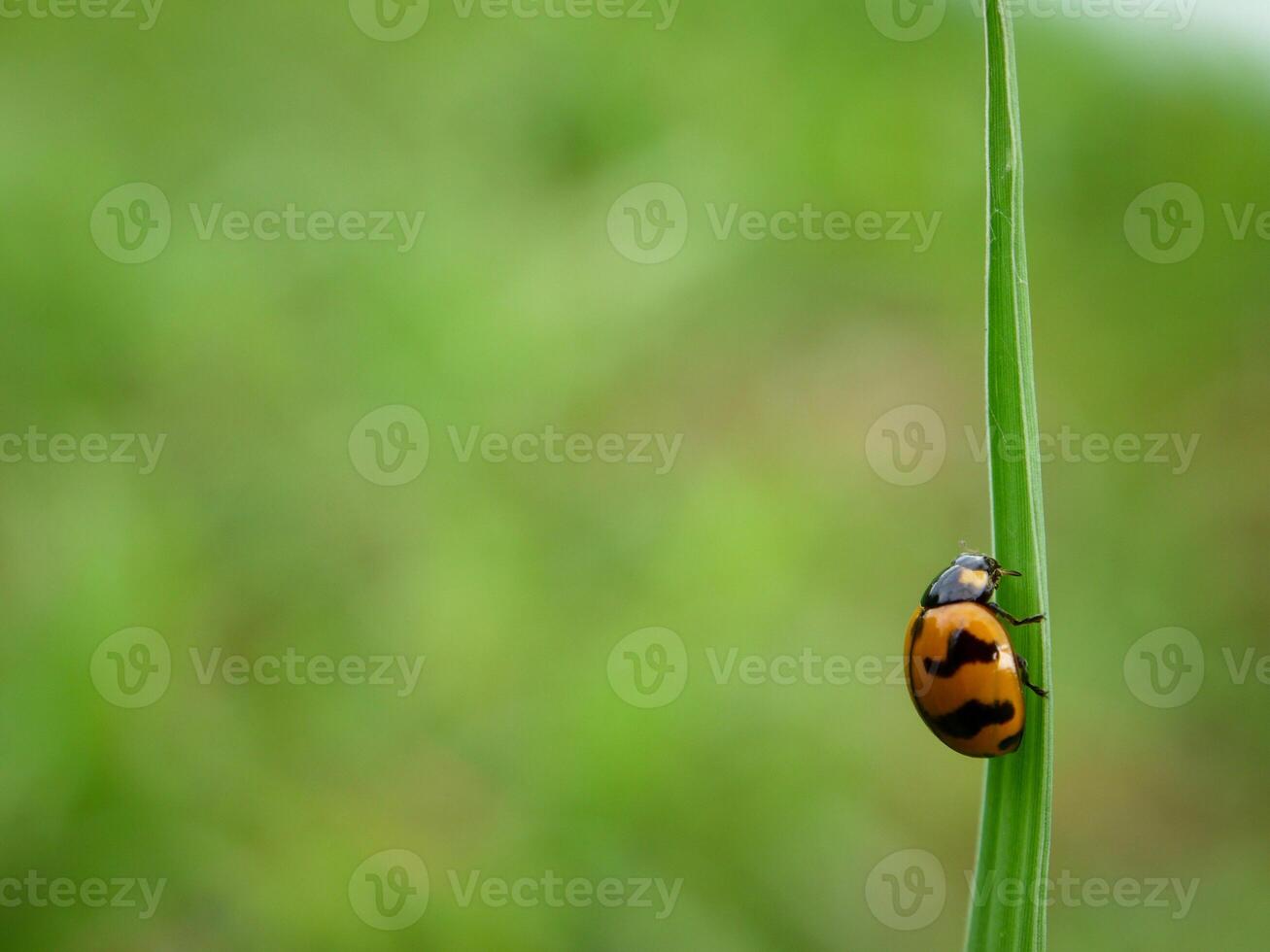 Ladybug sitting on a green leaf. photo