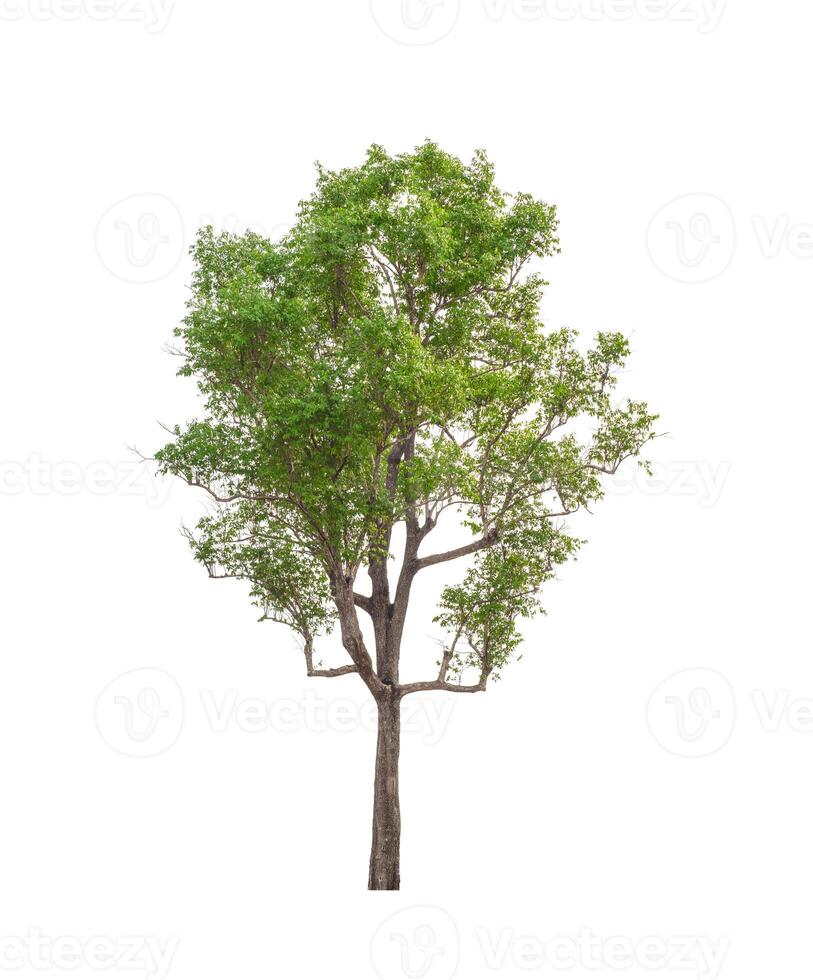 Trees that are isolated on a white background are suitable for both printing and web pages photo
