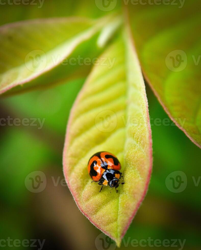 Ladybug sitting on a green leaf. photo