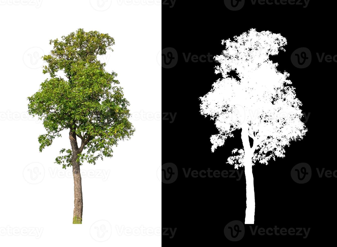 Trees that are isolated on a white background are suitable for both printing and web pages photo