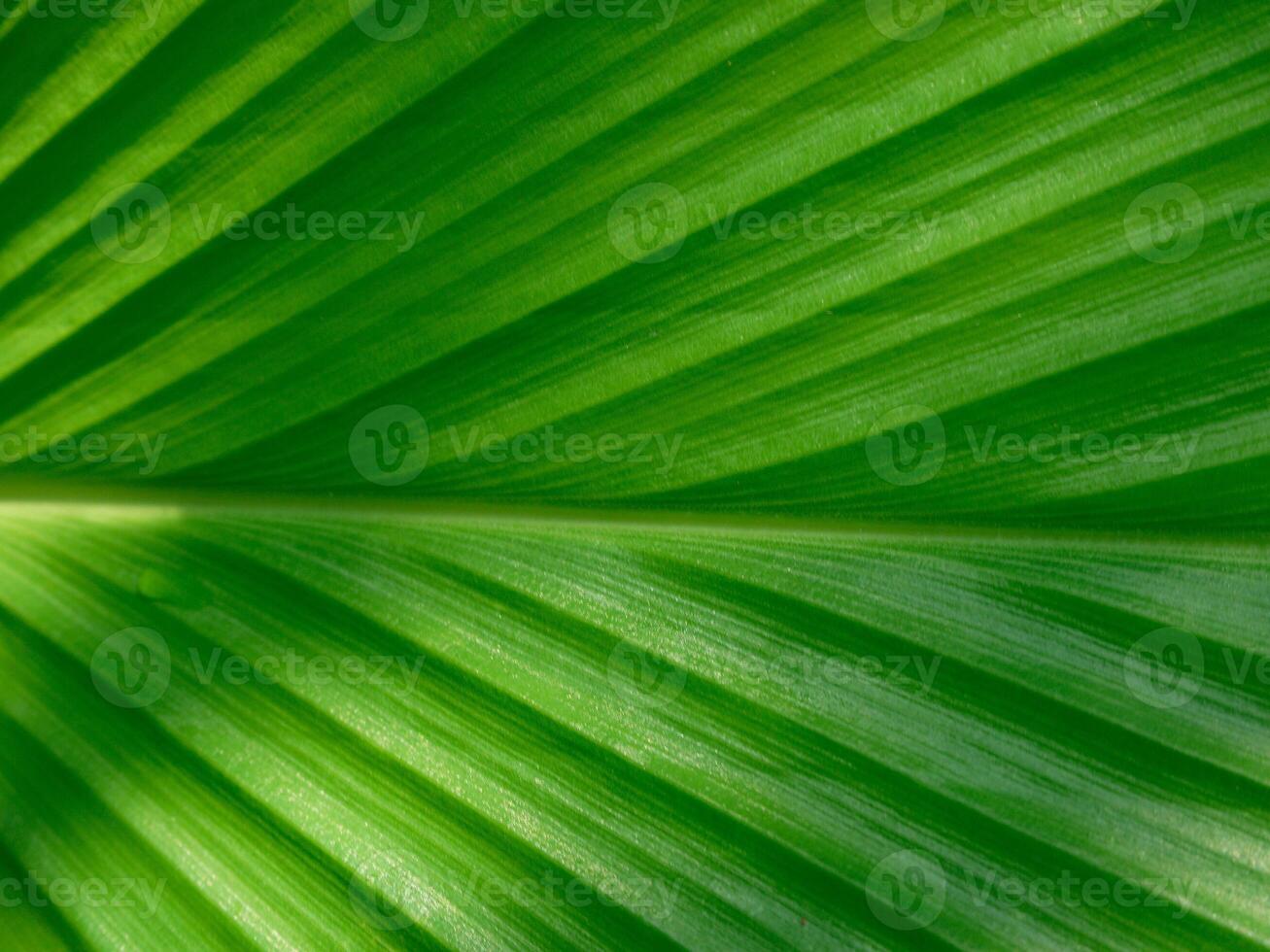 Detailed leaves background photo