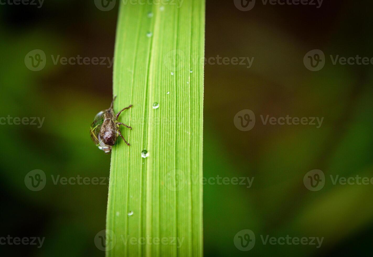 insects fly, light green grass with sunlight photo