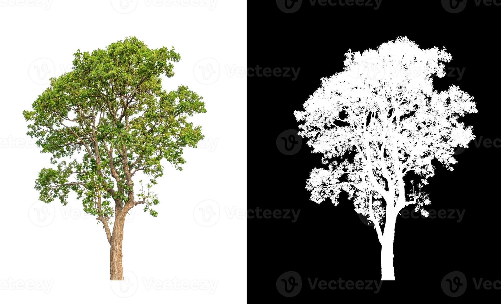 Trees that are isolated on a white background are suitable for both printing and web pages photo