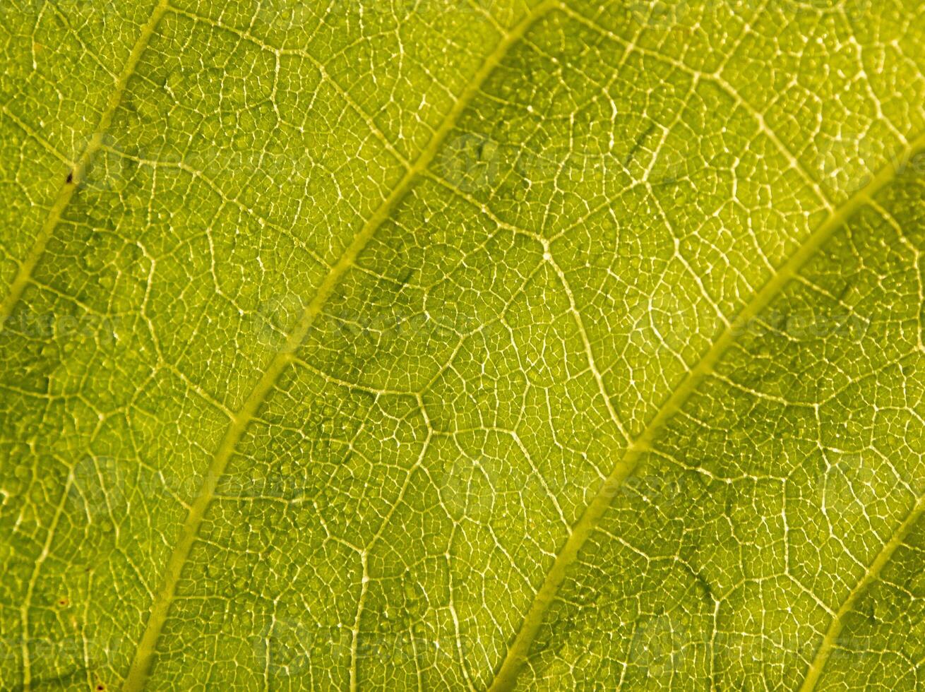 Detailed leaves background photo