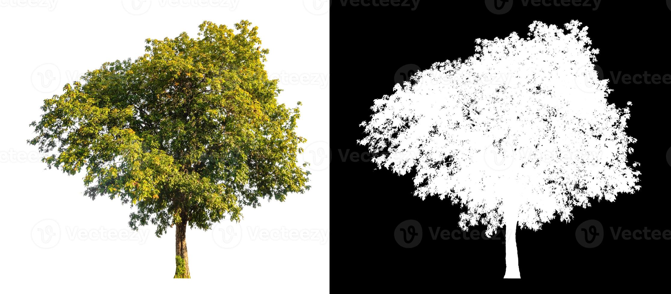 Trees that are isolated on a white background are suitable for both printing and web pages photo