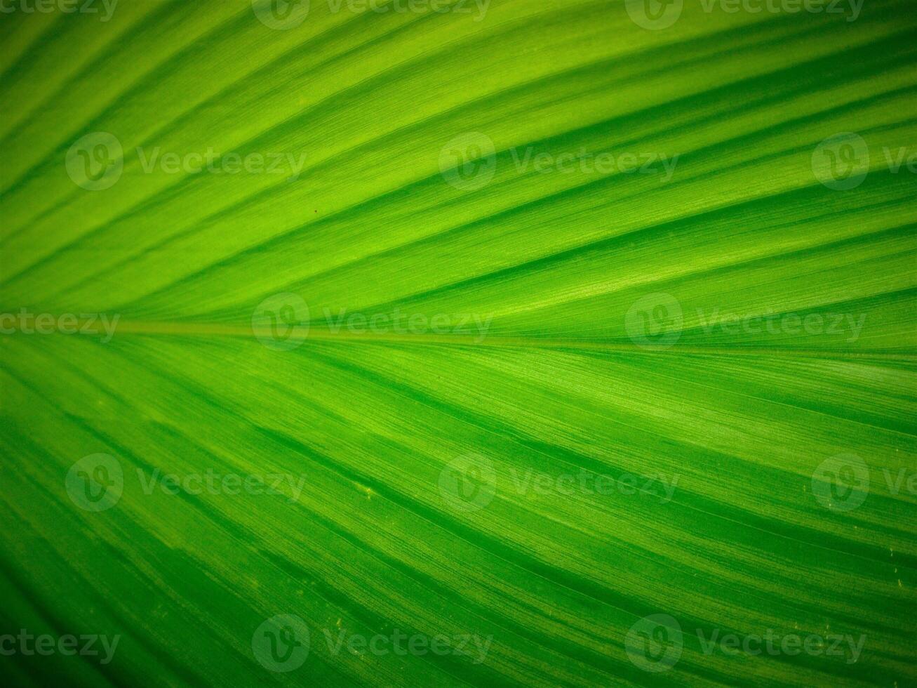 Detailed leaves background photo