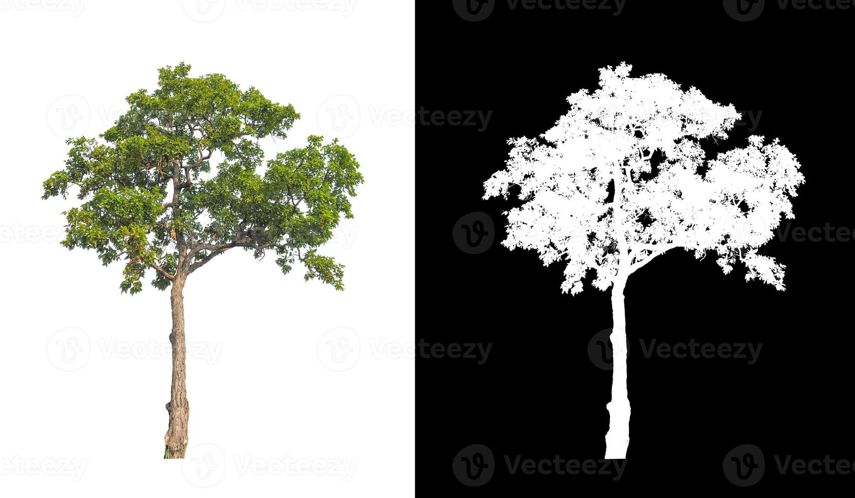 Trees that are isolated on white background are suitable for both printing and web pages photo