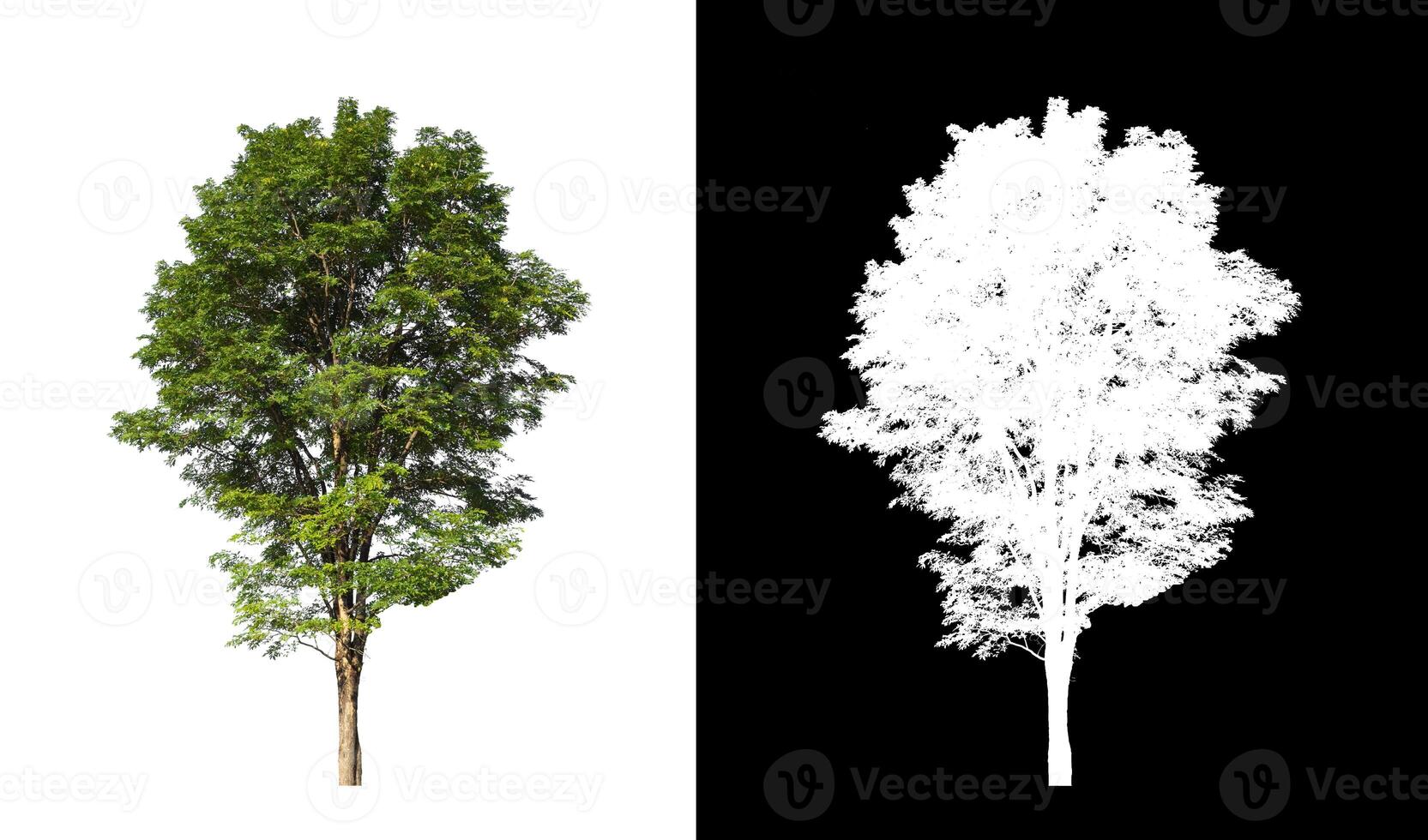 Trees that are isolated on a white background are suitable for both printing and web pages photo