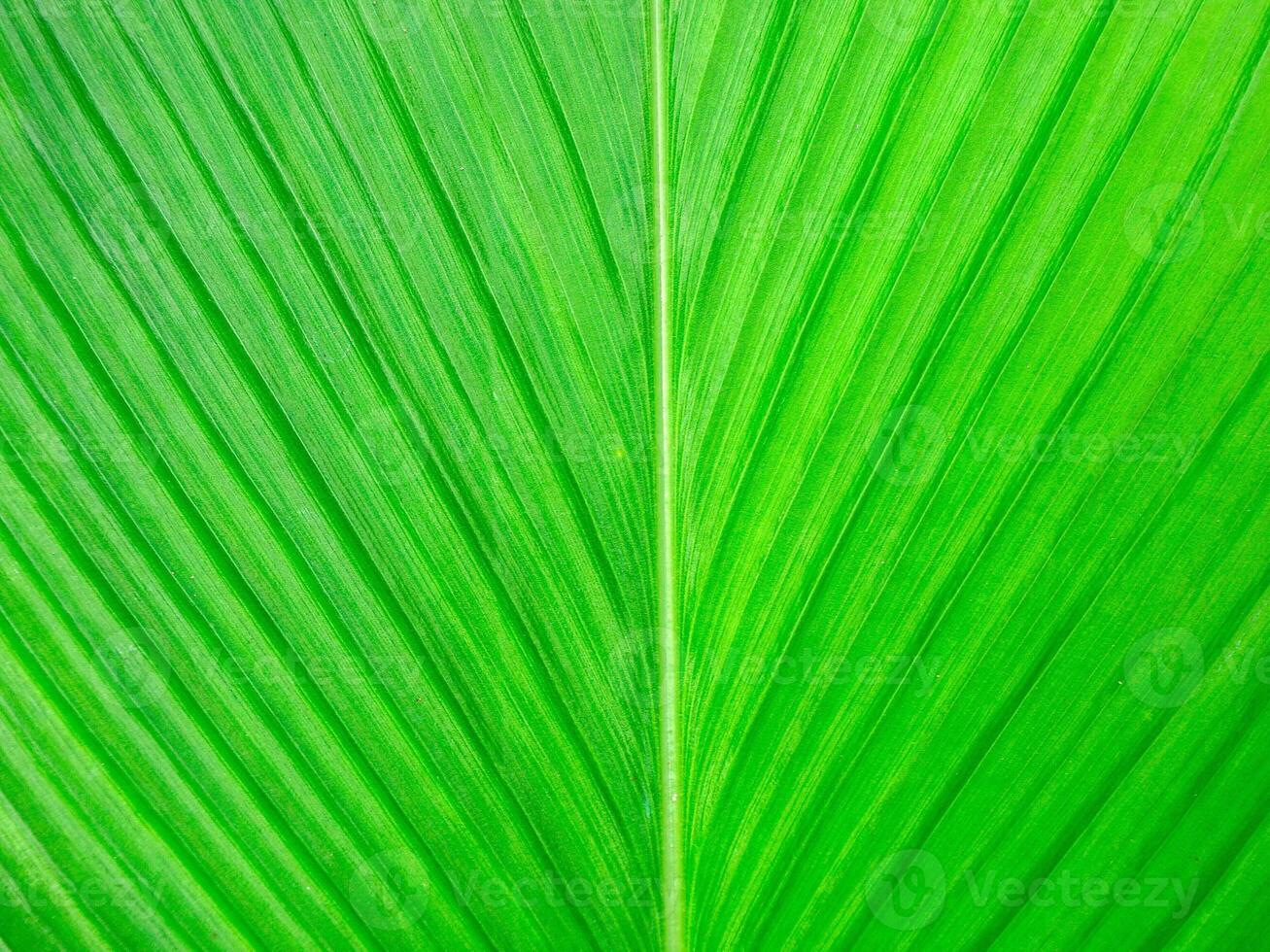 Detailed leaves background photo