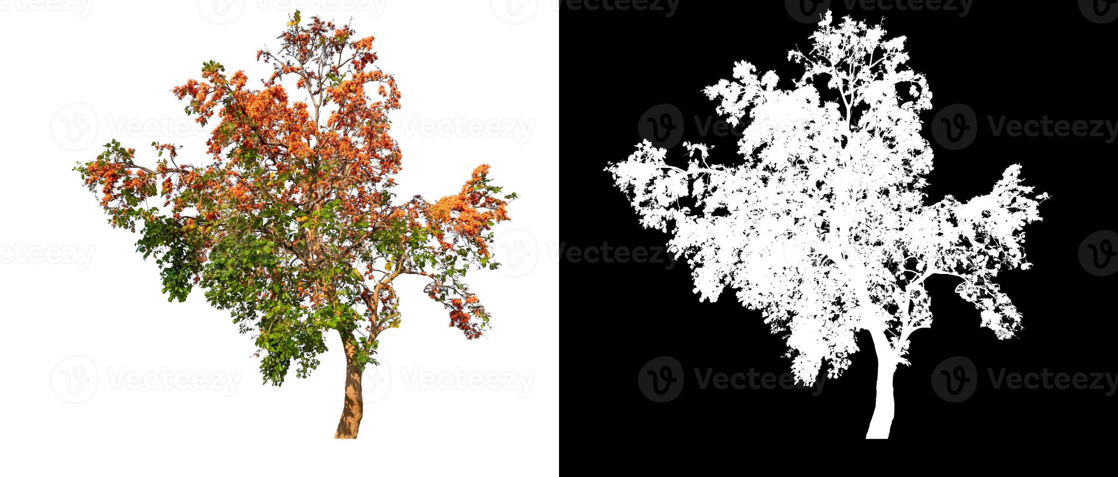 Trees that are isolated on white background are suitable for both printing and web pages photo