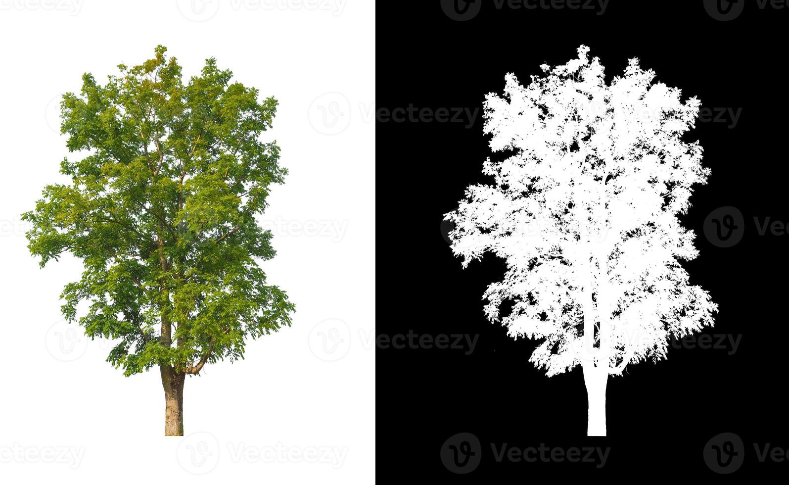 Trees that are isolated on white background are suitable for both printing and web pages photo
