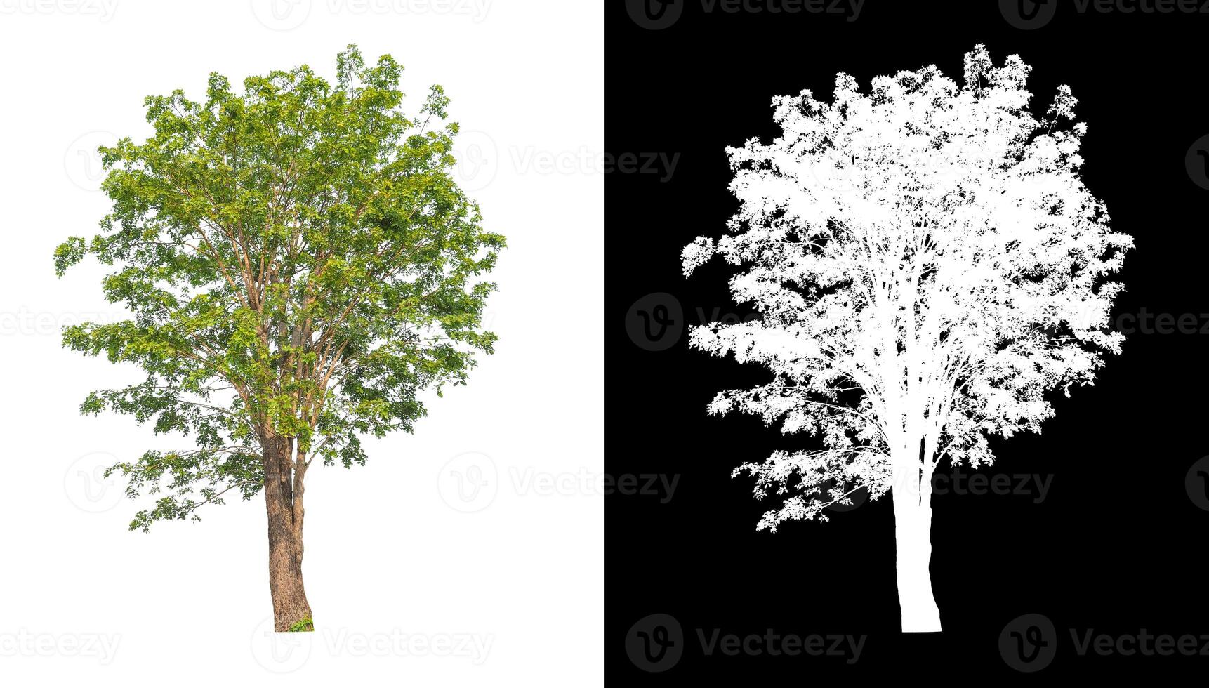 Trees that are isolated on white background are suitable for both printing and web pages photo