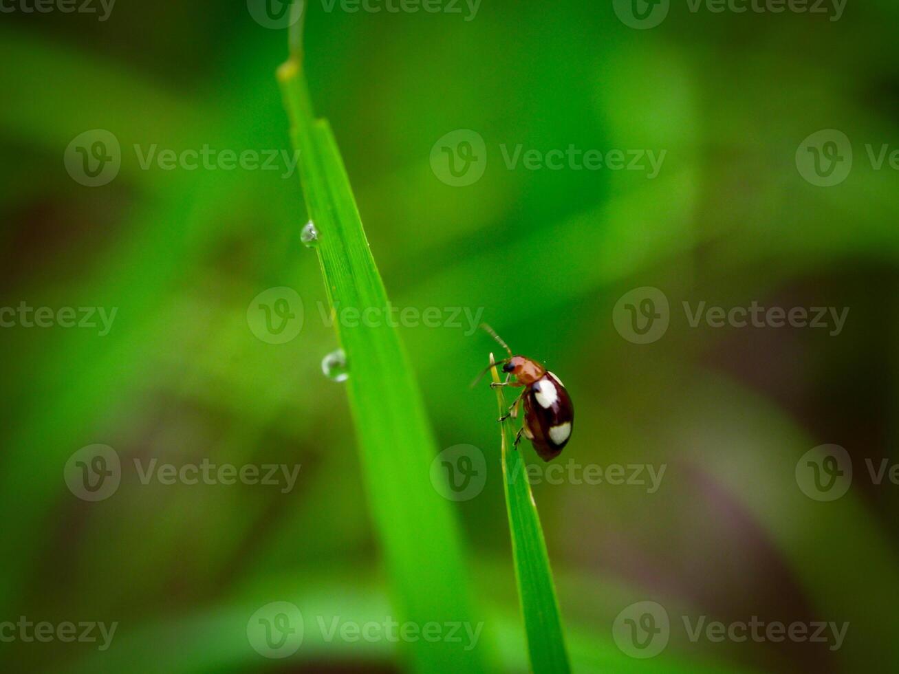 Grass and morning dew abstract. photo