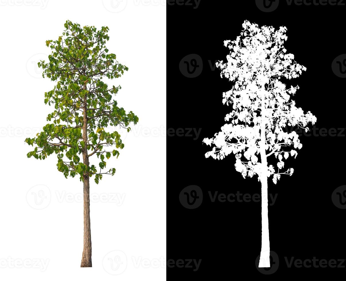 Trees that are isolated on white background are suitable for both printing and web pages photo