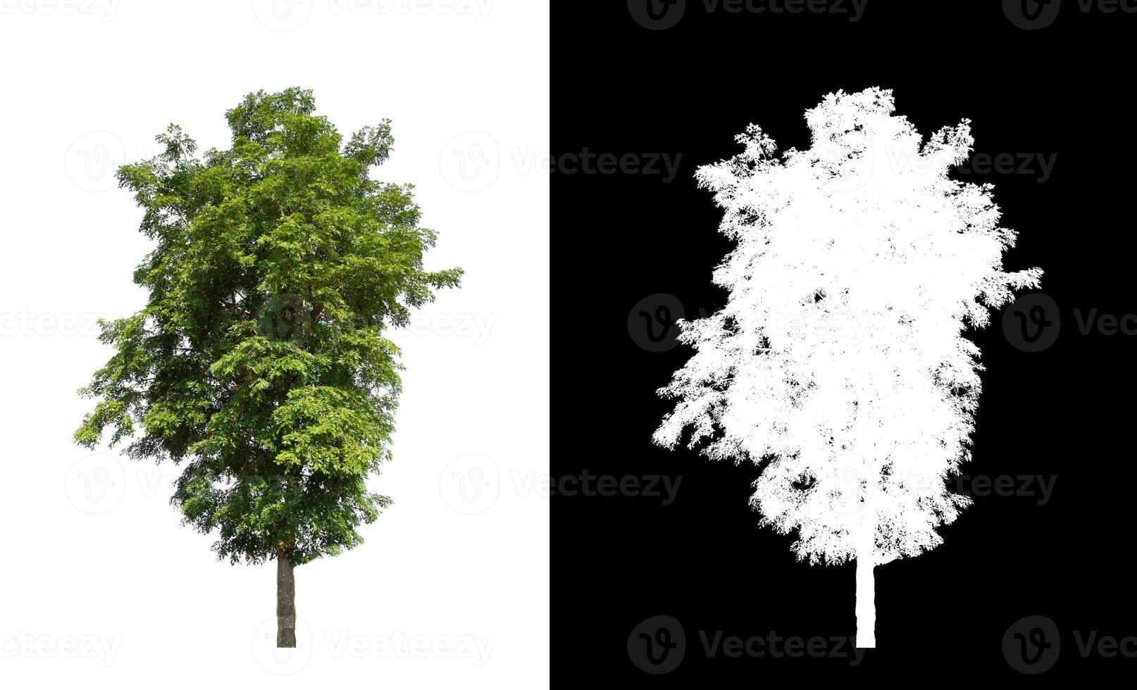 Trees that are isolated on a white background are suitable for both printing and web pages photo