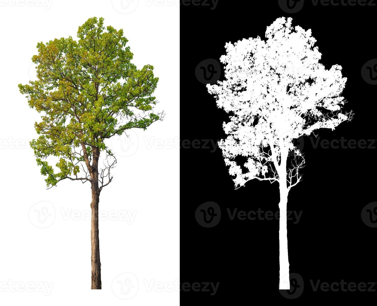 Trees that are isolated on white background are suitable for both printing and web pages photo