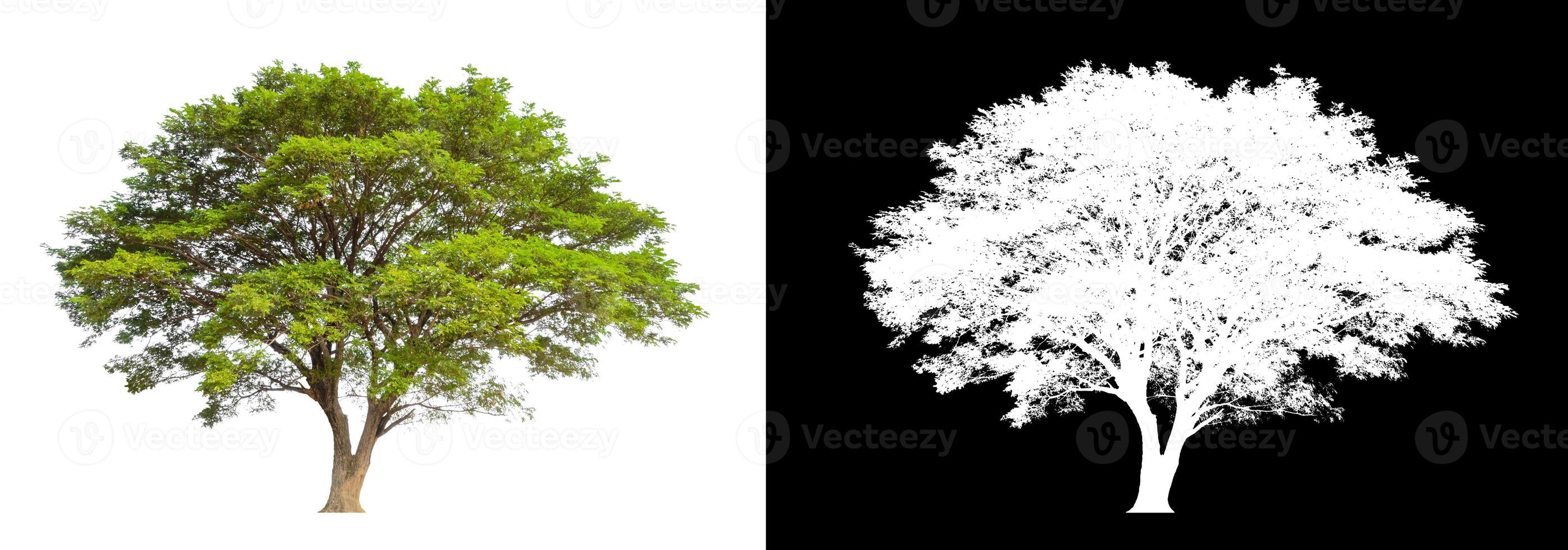 Trees that are isolated on white background are suitable for both printing and web pages photo