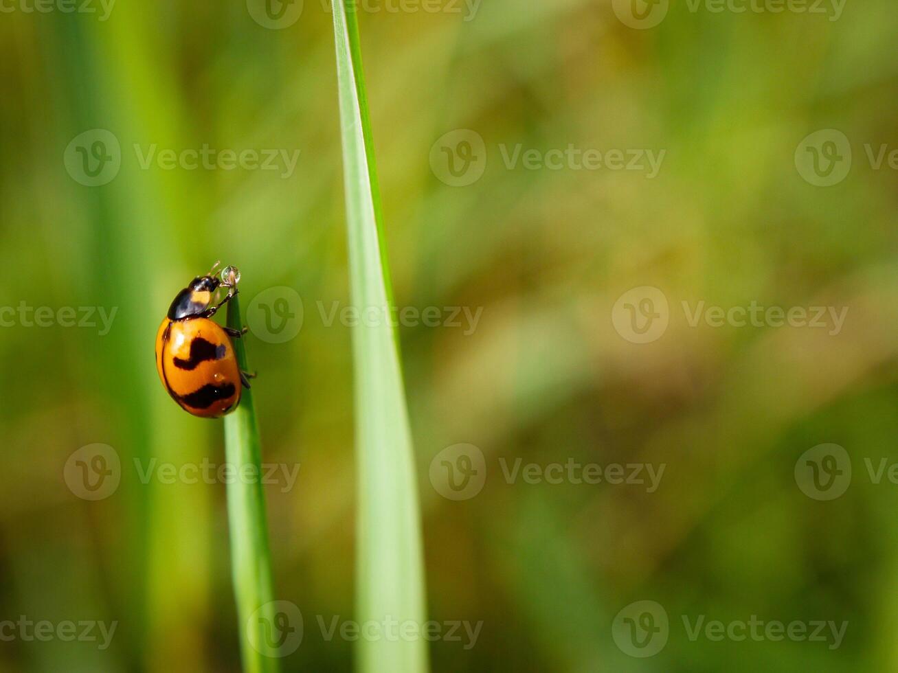 Ladybug sitting on a green leaf. photo