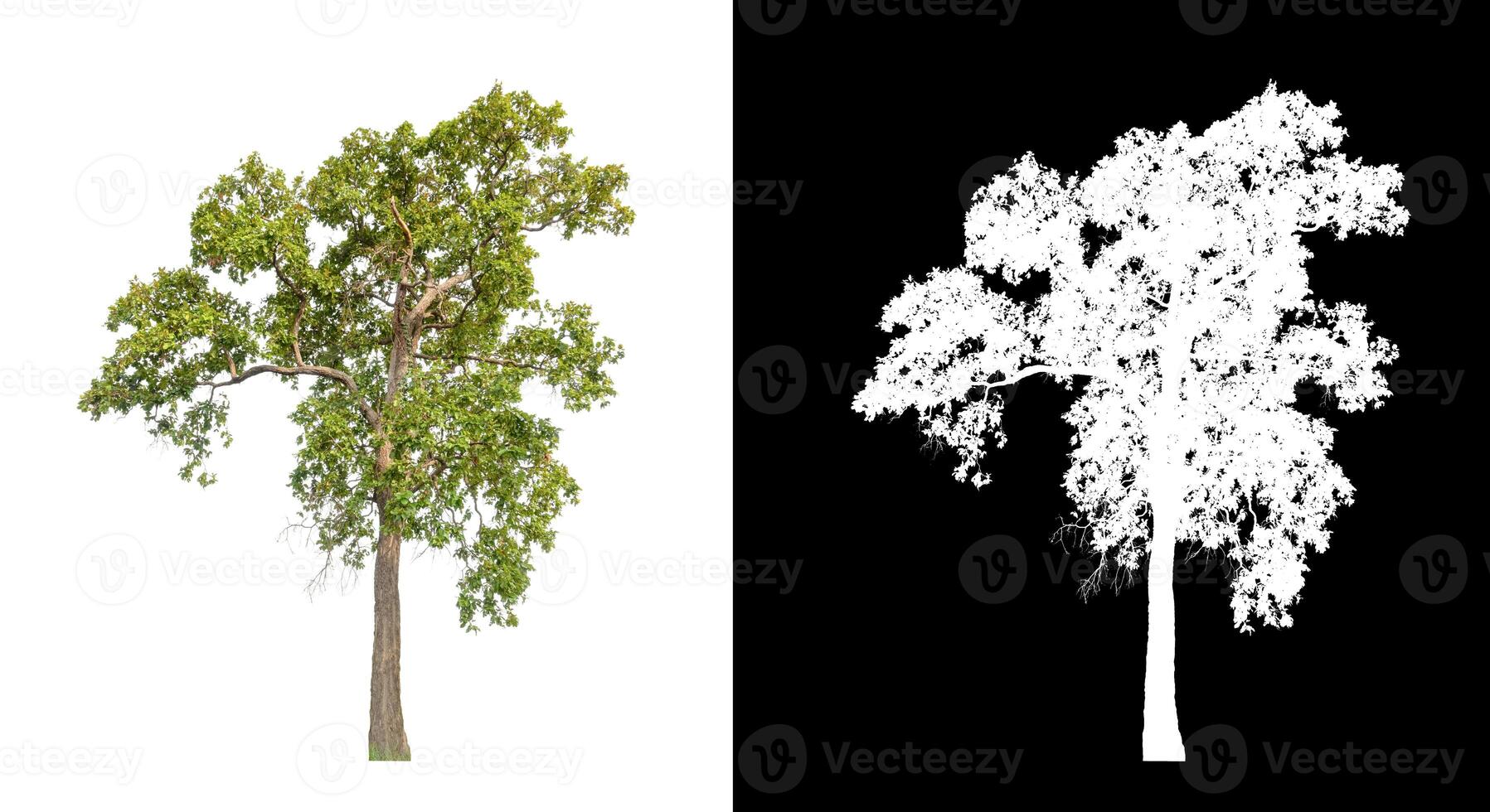 Trees that are isolated on a white background are suitable for both printing and web pages photo