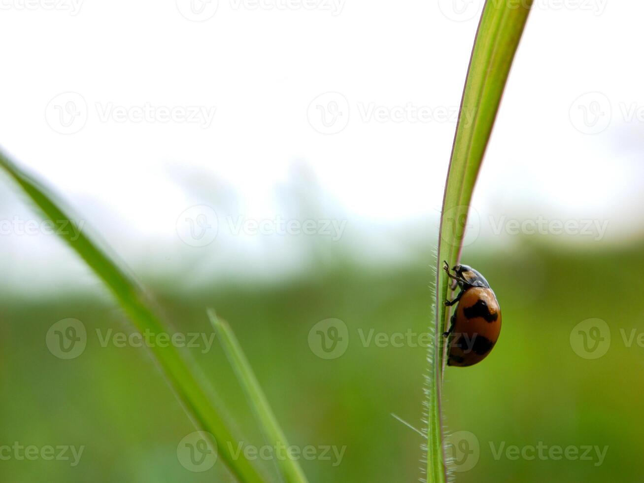 Ladybug sitting on a green leaf. photo