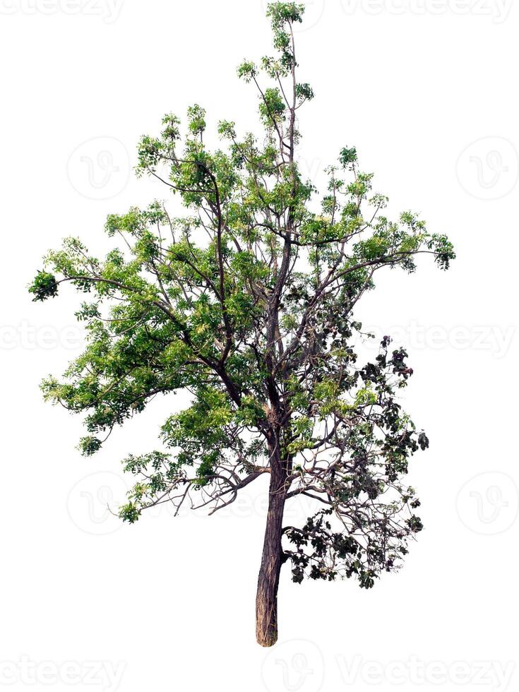 Tree that are isolated on a white background are suitable for both printing and web pages photo