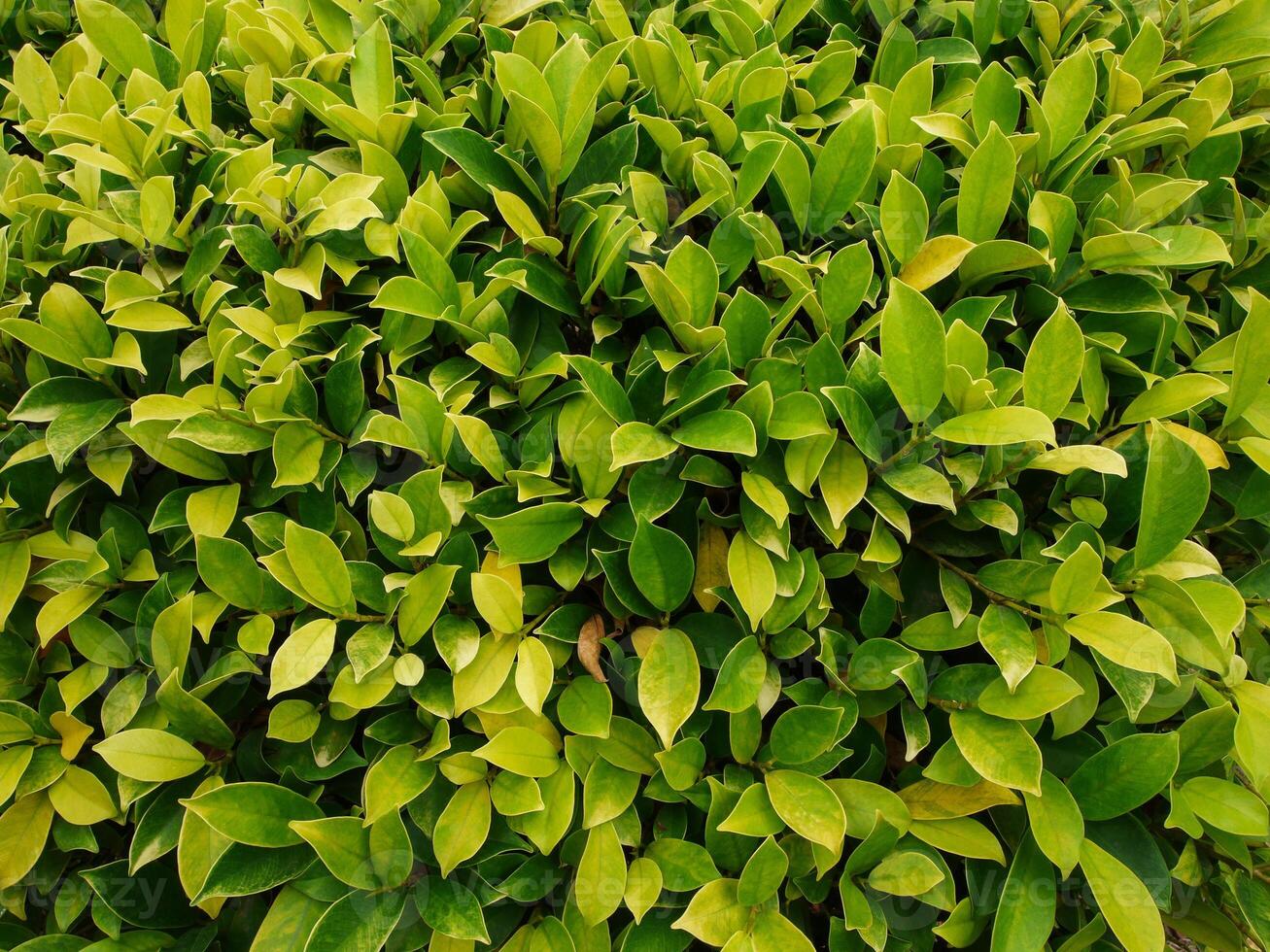 Detailed leaves background photo