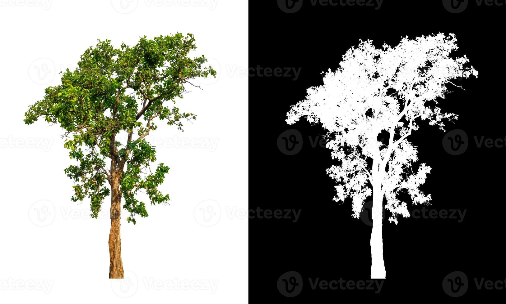 Trees that are isolated on a white background are suitable for both printing and web pages photo