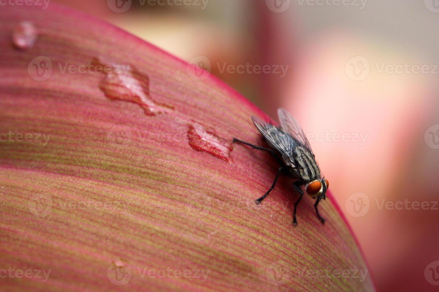 macro fotografía de soplar mosca foto