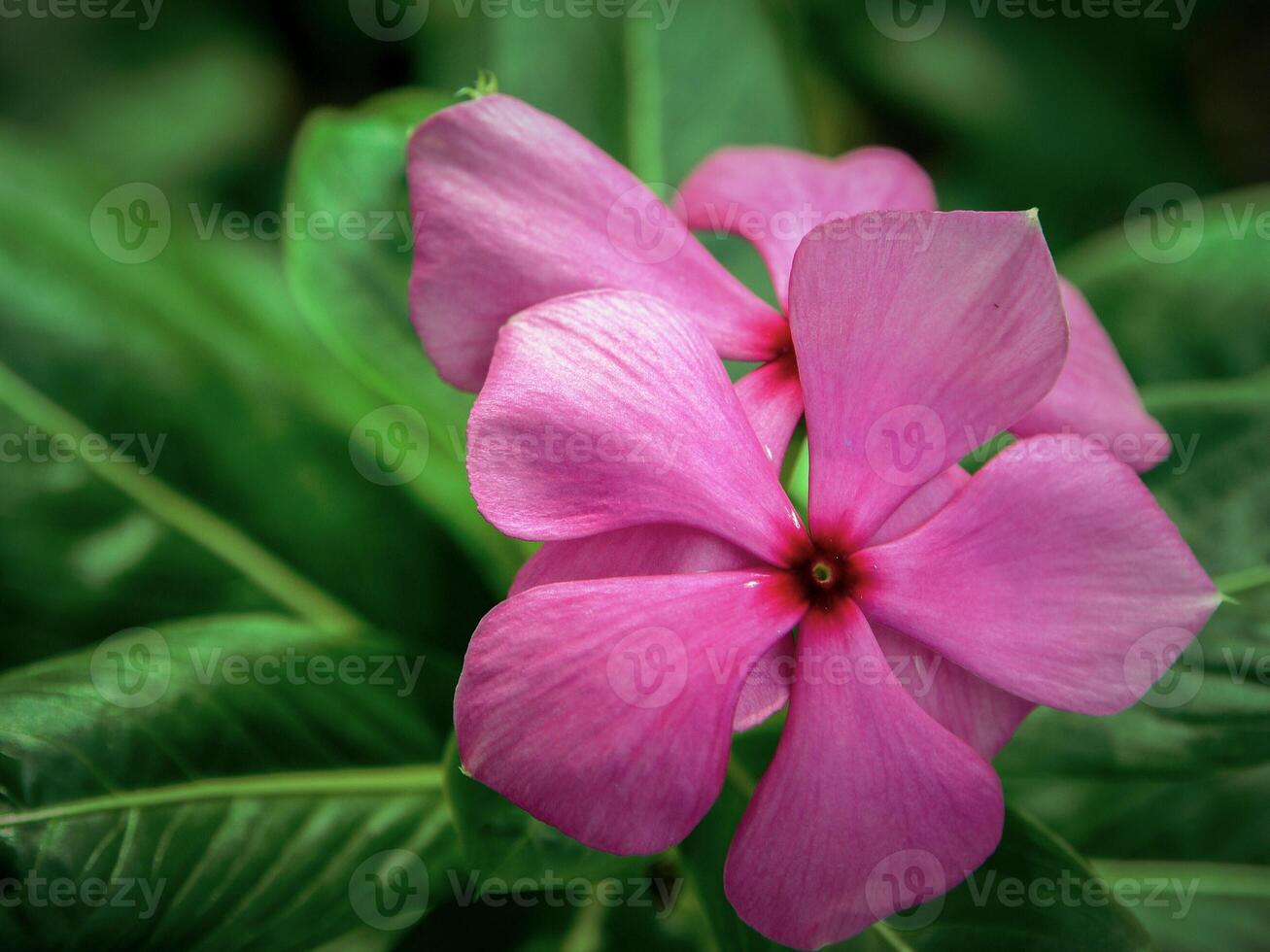 Pink flowers bloom in the spring, beautiful pink flowers. photo