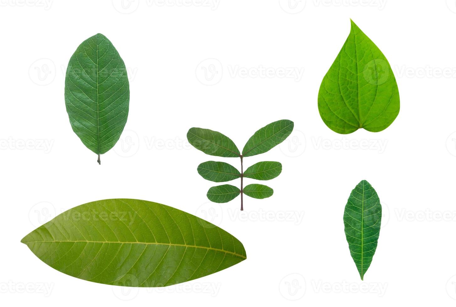 Leaf Collection on White Backdrop photo