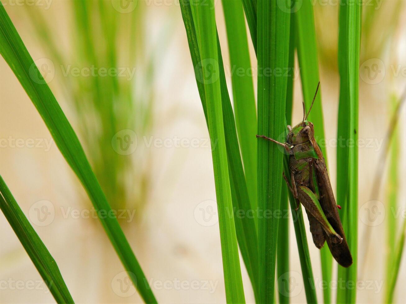 insects fly, light green grass with sunlight photo