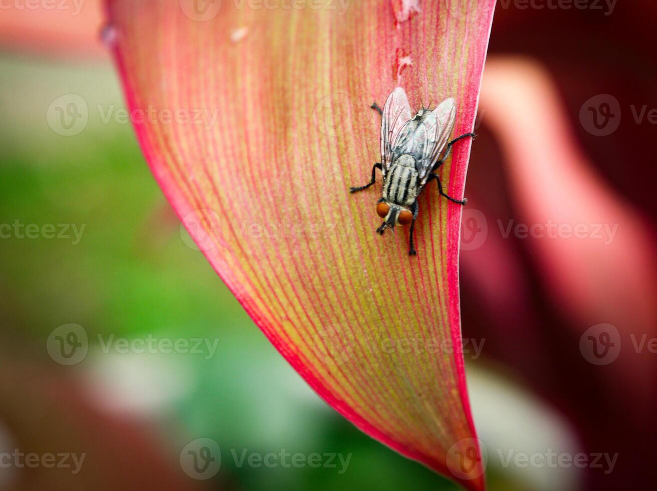 macro fotografía de soplar mosca foto