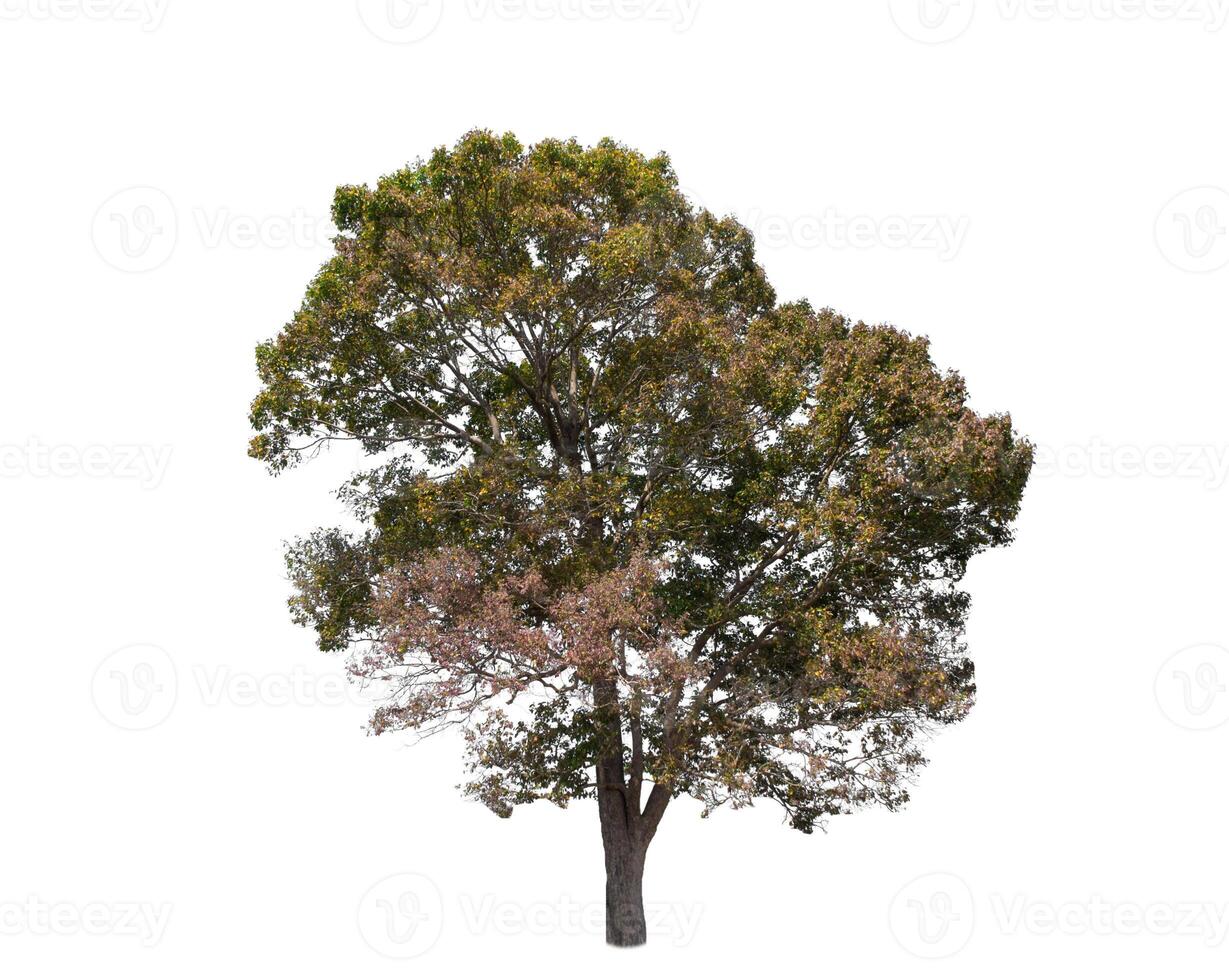 Tree that are isolated on a white background are suitable for both printing and web pages photo